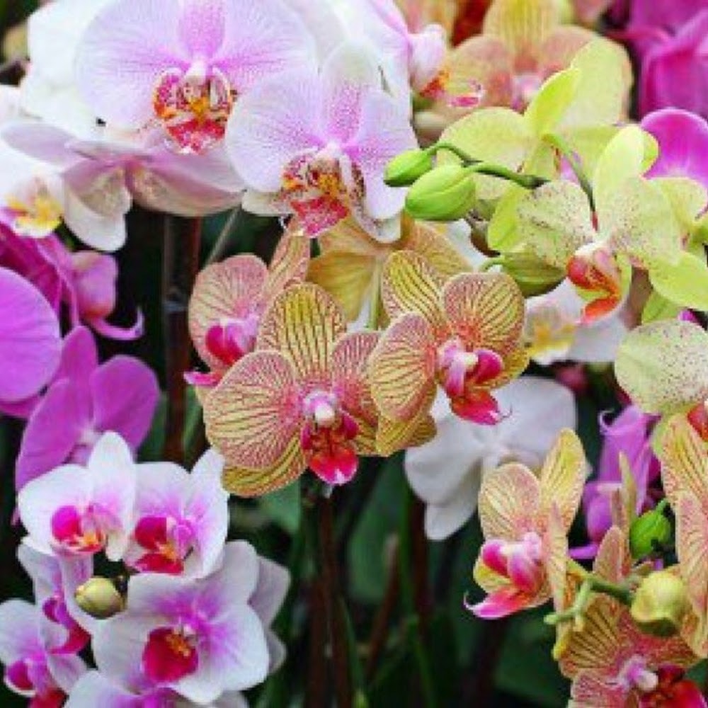 Meet your Posher, Emilia